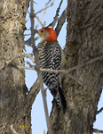 Red bellied Woodpecker